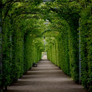 Une allée formée par deux alignements d'arbustes - Belgique  - collection de photos clin d'oeil, catégorie paysages